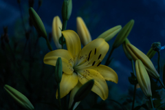花inススキノ１