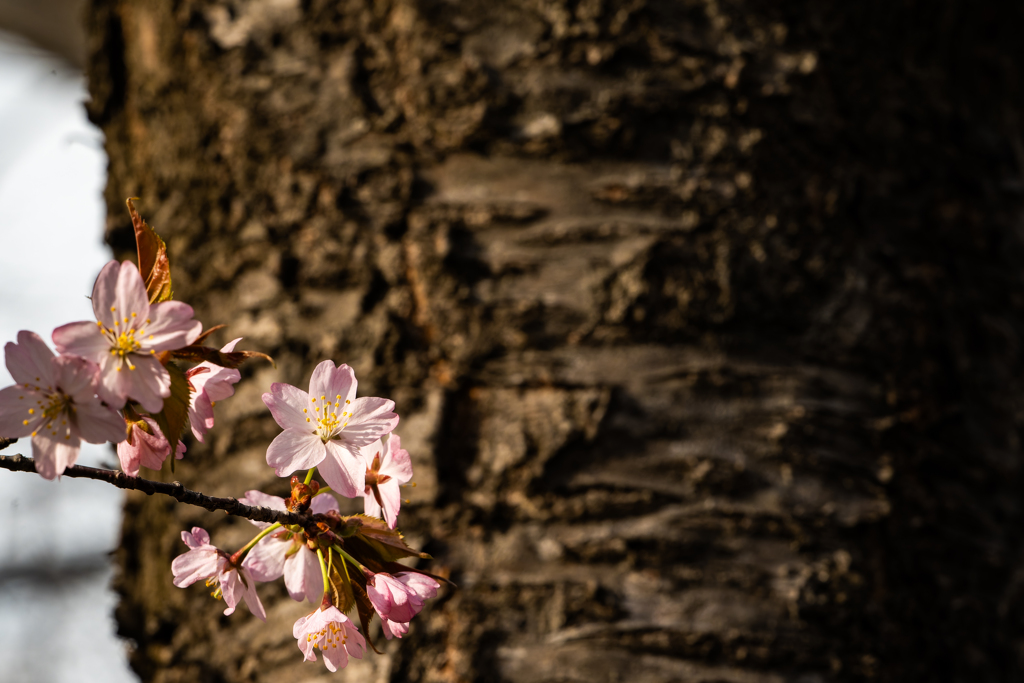 桜の木肌
