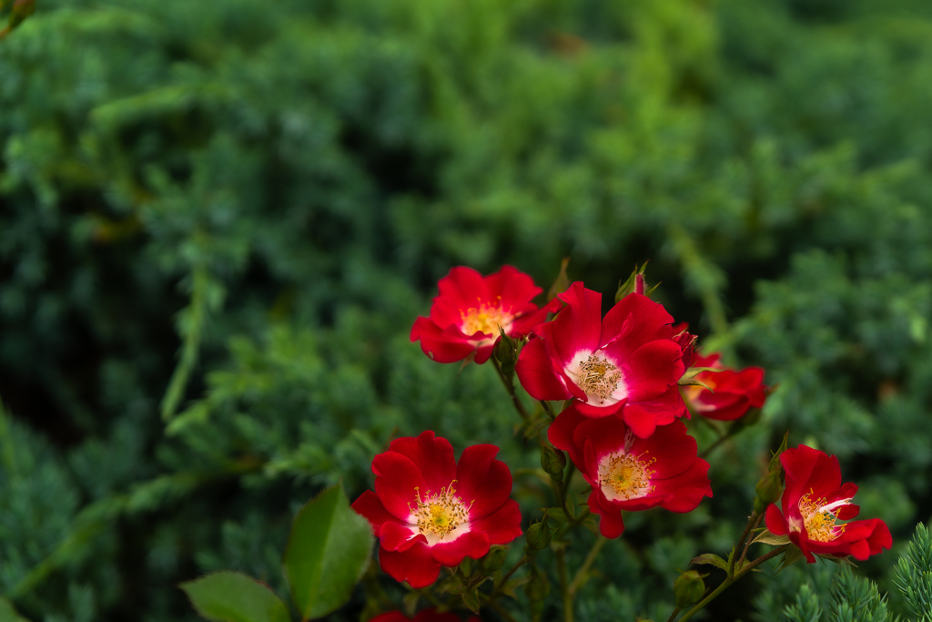 何て花かは知らないが