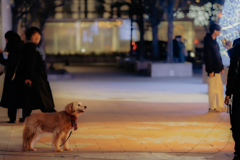 スカーフが似合う２