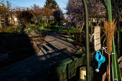 サイクリングロード脇の花壇