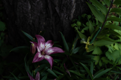花inススキノ２
