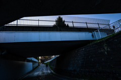 白石こころーどの桜９