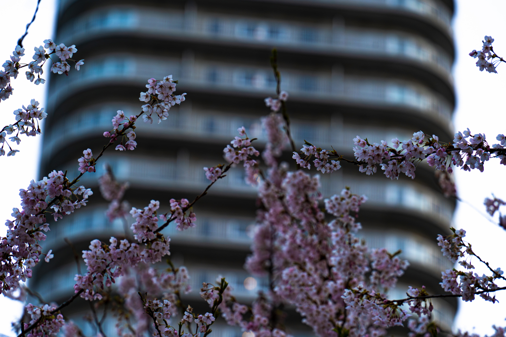 ススキノ界隈４−２５ー7