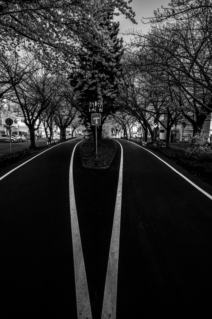 白石こころーどの桜４