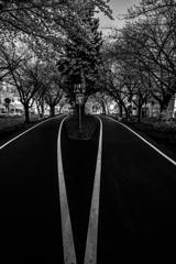 白石こころーどの桜４