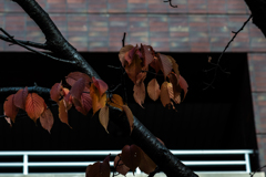 中島体育センター