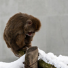 円山動物園１