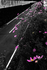 コスモスがいっぱいだった