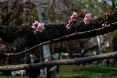 三分咲きってとこ