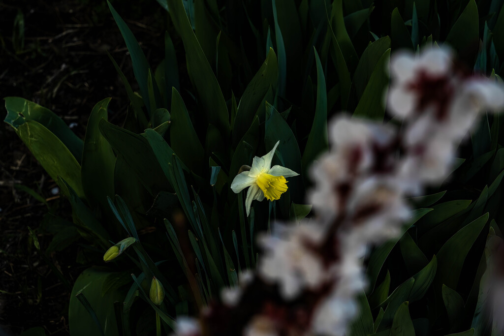 ラッパスイセン