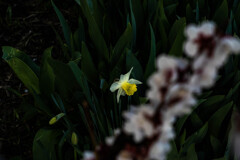 ラッパスイセン