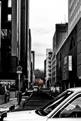 サクラを見つけた