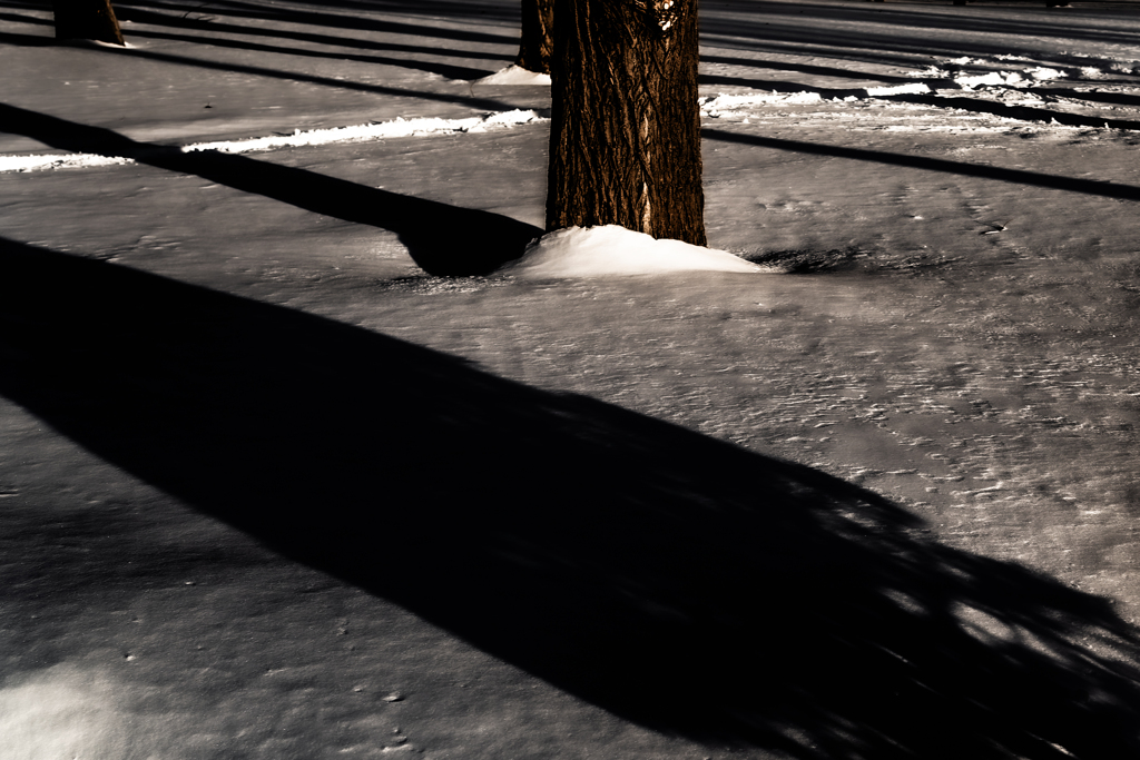 森林公園の夕日１