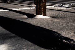 森林公園の夕日１