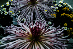 菊が綺麗だった