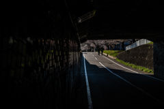 白石こころーどの桜２