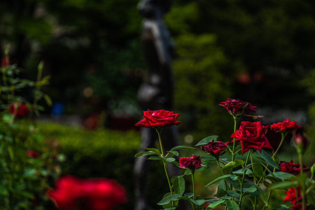 大通公園の花-1