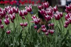 チューリップと少年