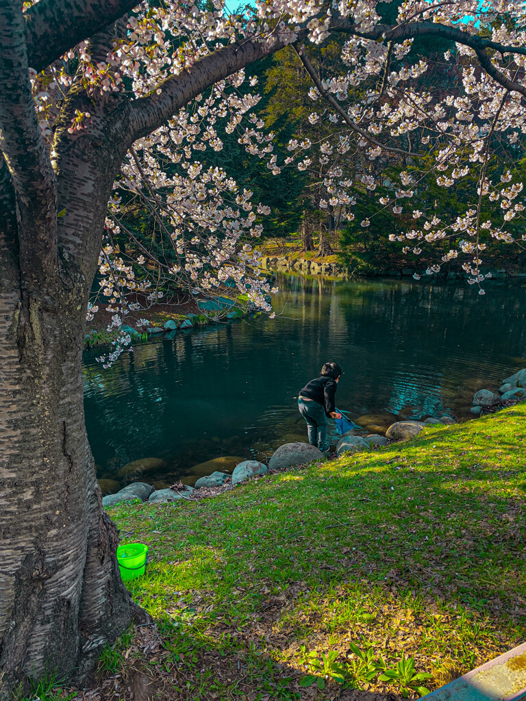 少年、桜の下で