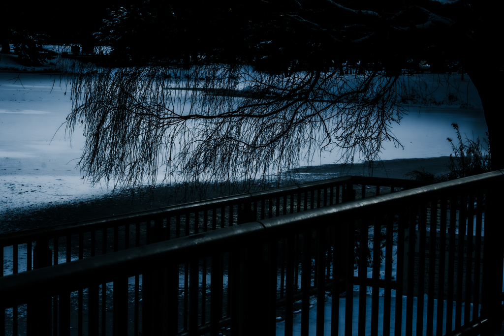 凍てつくヤナギ１２１０