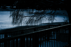 凍てつくヤナギ１２１０