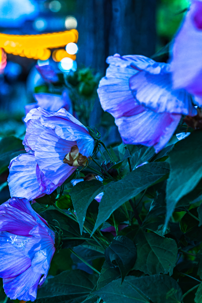 盆踊り会場へ0813