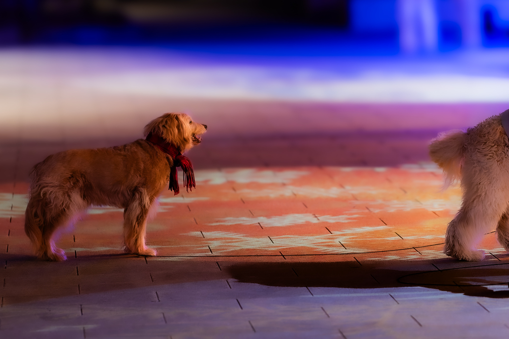 スカーフが似合う１