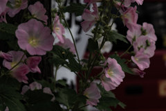 花inススキノ３