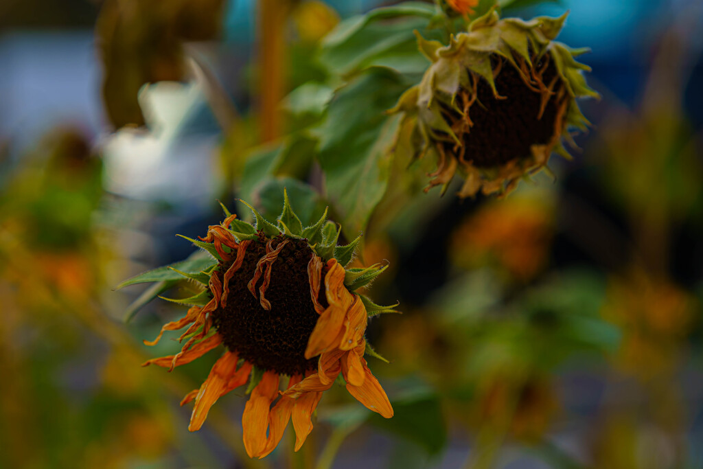 夏が行っちまった