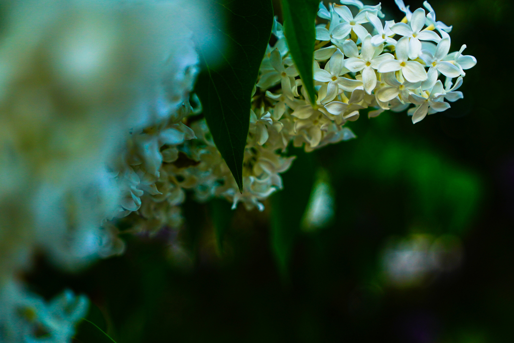 大通公園０５１７−３