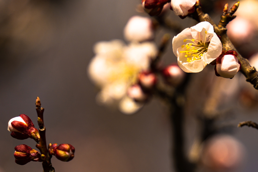 梅の円山公園４