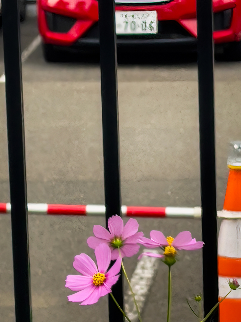 赤い車にはコスモスがあう