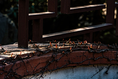 漏窓(透かし窓)3