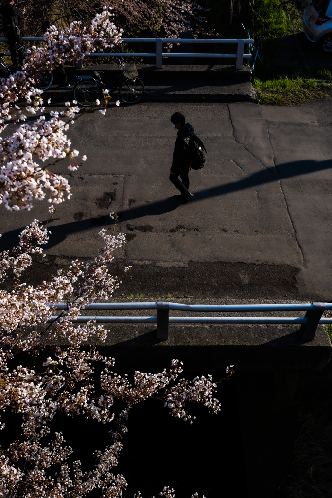 橋とサクラ
