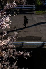 橋とサクラ