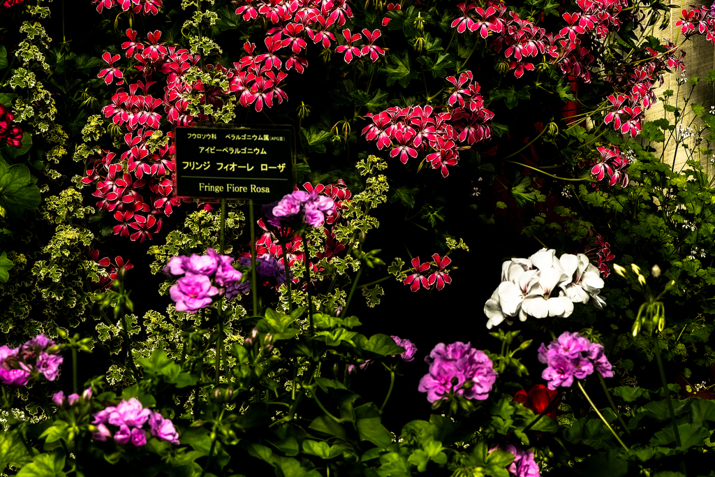 百合が原公園花の名前