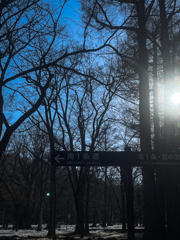 円山公園に行ってきた１