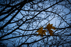 そして二つだけが残った