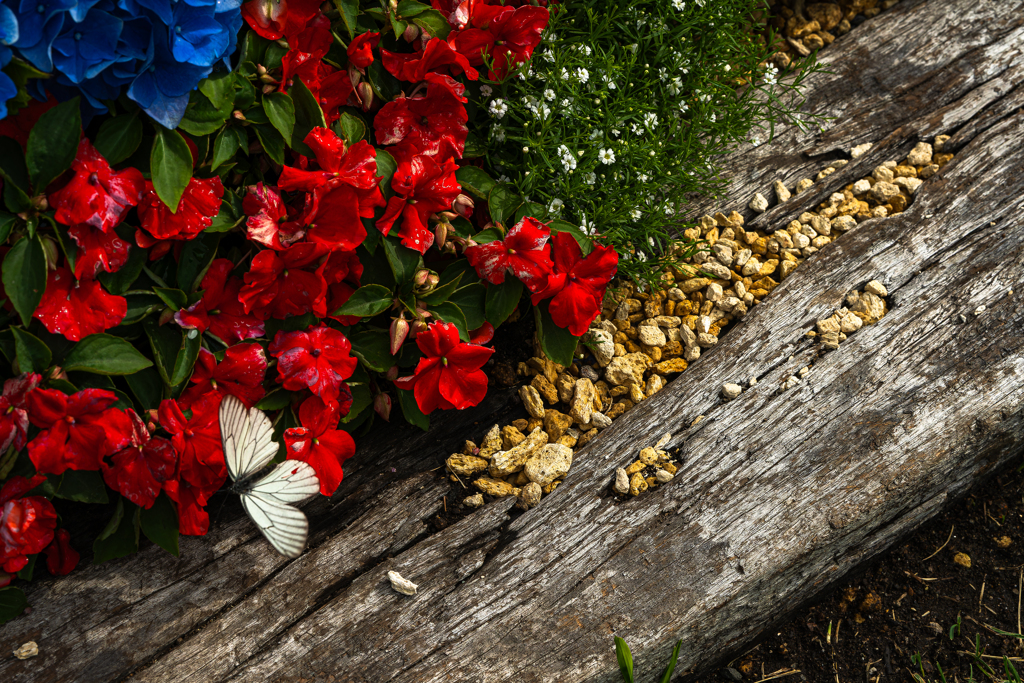 大通公園０６２７ー３