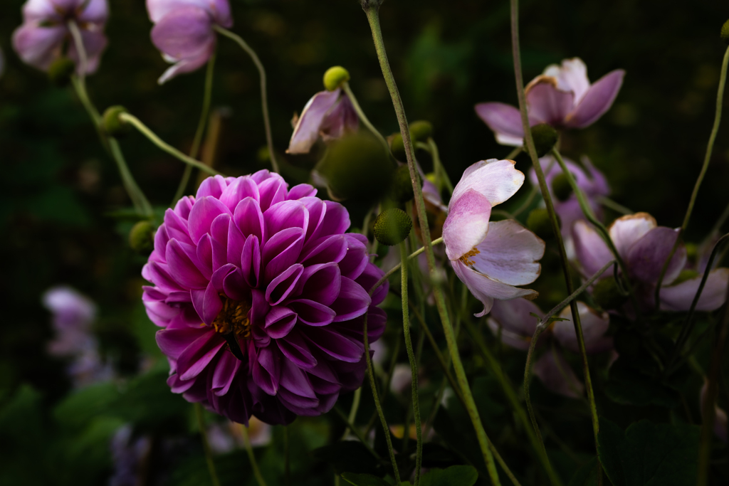 ダリアとシュウメイギク