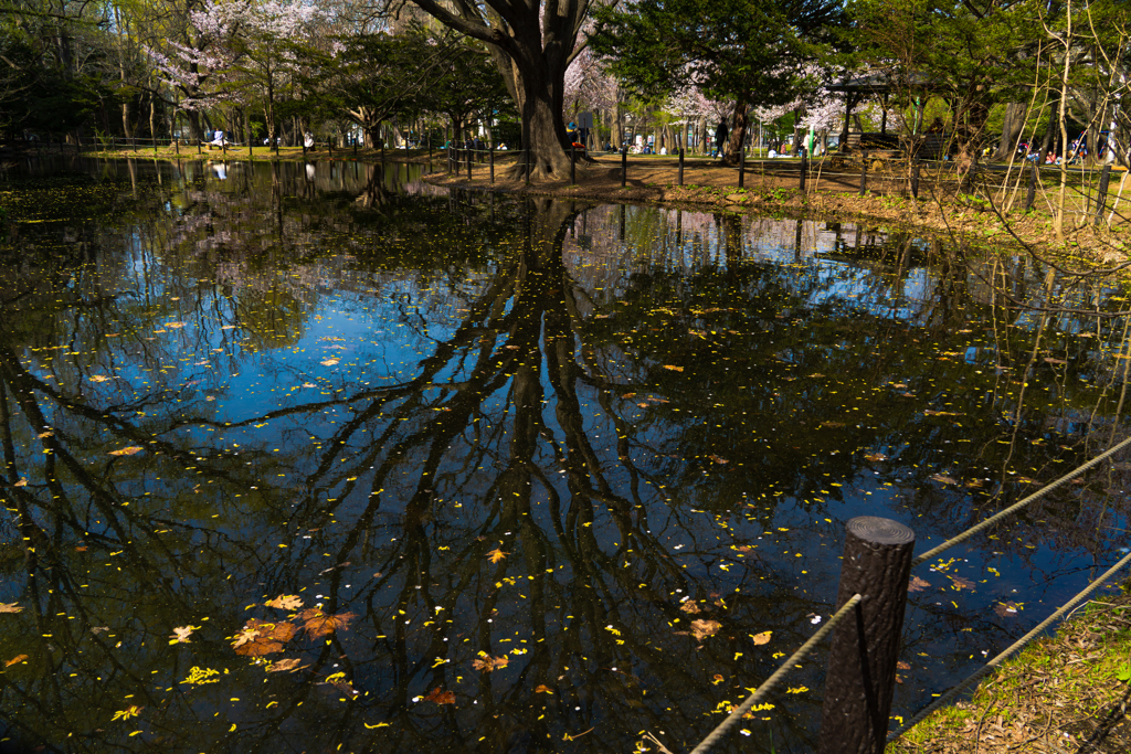 円山公園０４−２５ー１