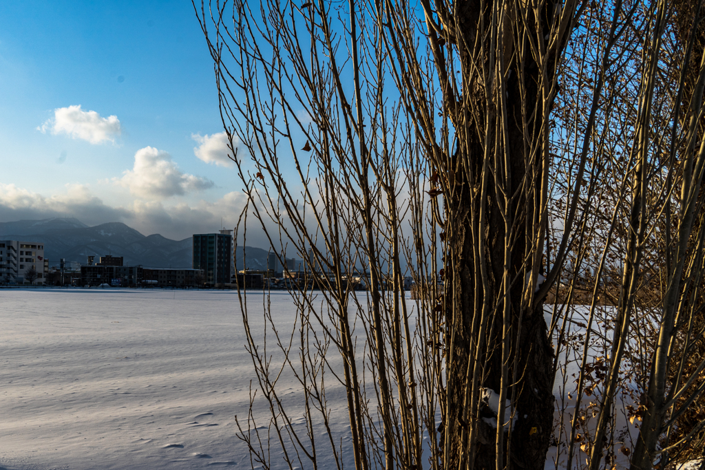 ポプラ並木から