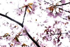 桜を透かし見る