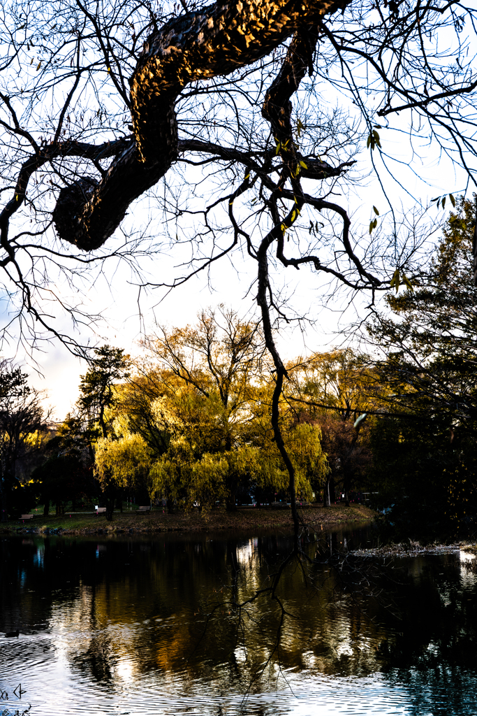 中島公園菖蒲池３