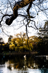 中島公園菖蒲池３