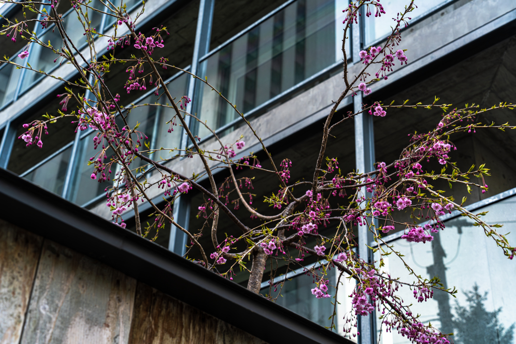 ススキノ界隈４−２５ー１