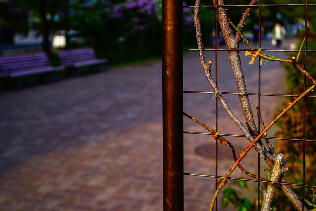 大通公園０５１７−４