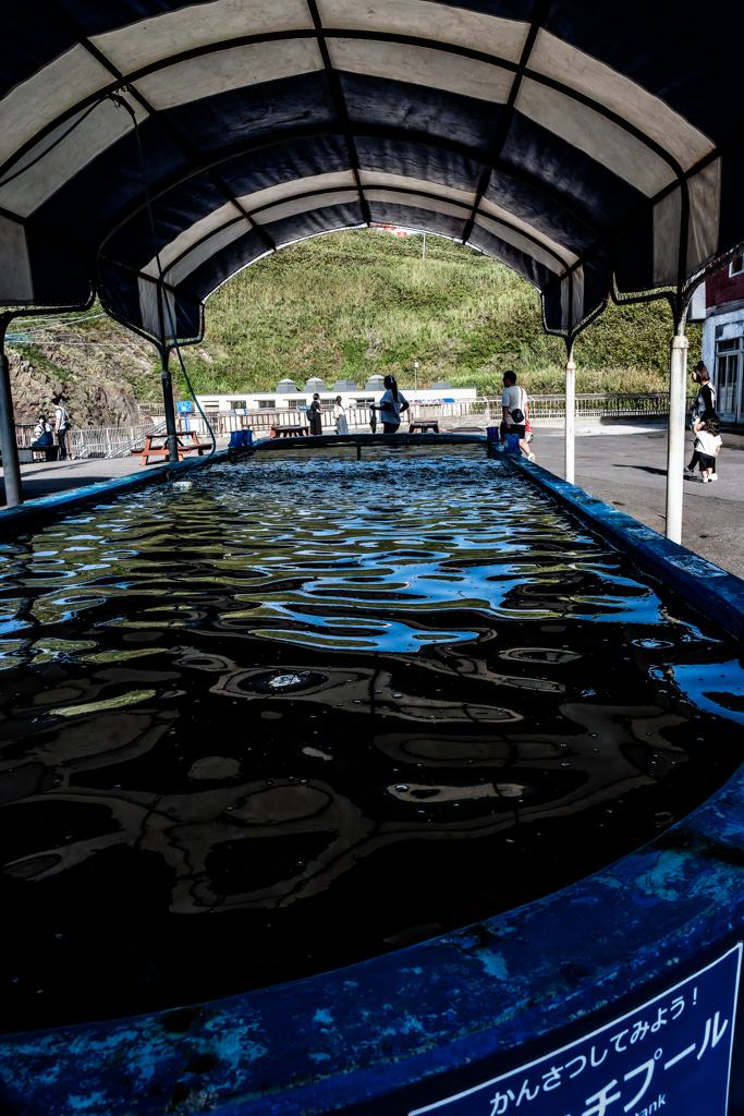 何のプールだったか