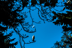 見上げれば飛行機の影